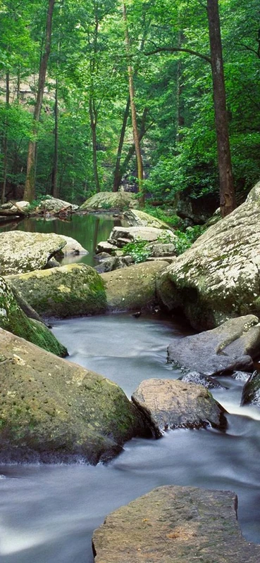 PeelitStickit, Beautiful Nature Wall Murals, ID-0551, vinyl