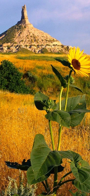 PeelitStickit, Beautiful Nature Wall Murals, ID-0561, vinyl