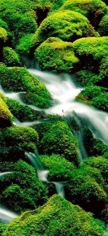 PeelitStickit, Beautiful Nature Wall Murals, ID-0567, vinyl