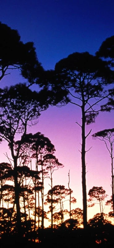 PeelitStickit, Beautiful Nature Wall Murals, ID-0576, vinyl