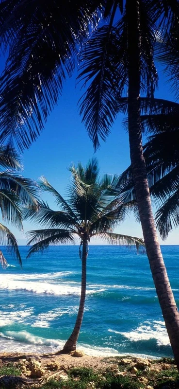 PeelitStickit, Beautiful Nature Wall Murals, ID-0578, vinyl