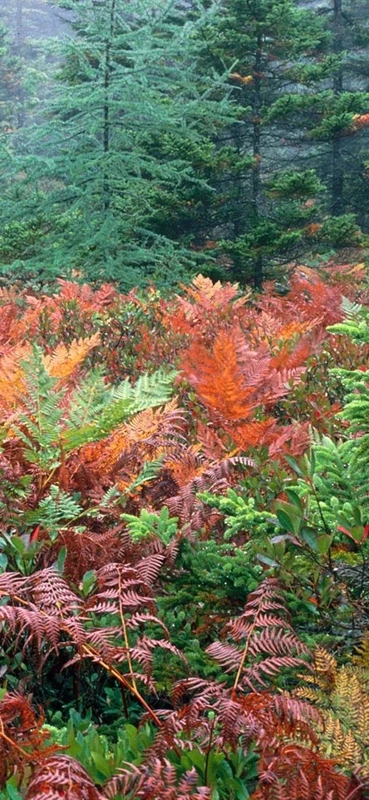 PeelitStickit, Beautiful Nature Wall Murals, ID-0585, vinyl