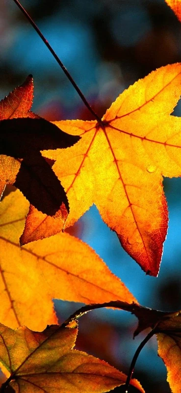 PeelitStickit, Beautiful Nature Wall Murals, ID-0587, vinyl