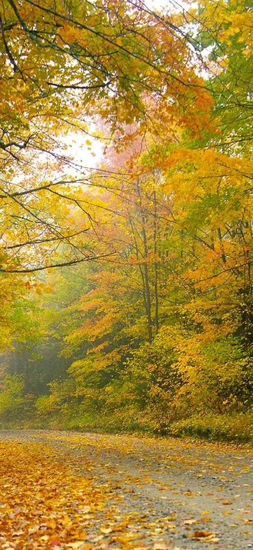 PeelitStickit, Beautiful Nature Wall Murals, ID-0606, vinyl