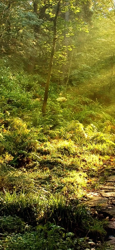 PeelitStickit, Beautiful Nature Wall Murals, ID-0674, vinyl