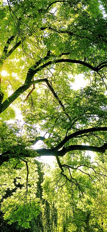 PeelitStickit, Beautiful Nature Wall Murals, ID-0676, vinyl