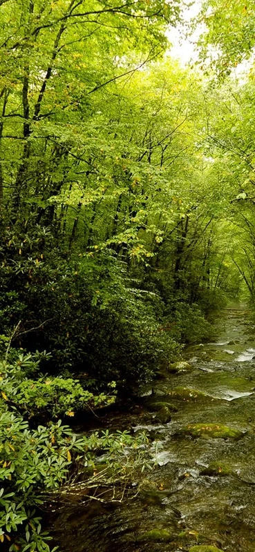 PeelitStickit, Beautiful Nature Wall Murals, ID-0684, vinyl