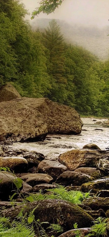 PeelitStickit, Beautiful Nature Wall Murals, ID-0679, vinyl