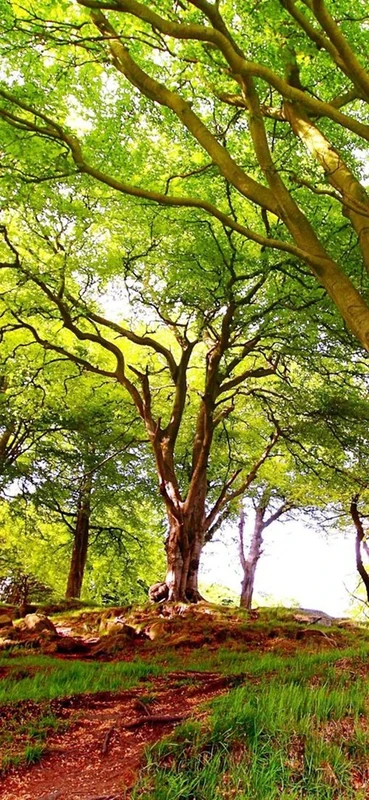 PeelitStickit, Beautiful Nature Wall Murals, ID-0683, vinyl