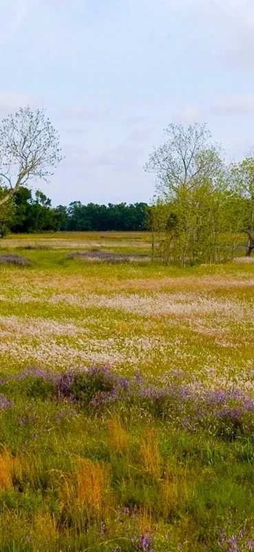 PeelitStickit, Beautiful Nature Wall Murals, ID-0687, vinyl