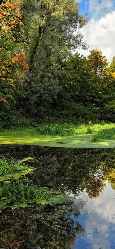 PeelitStickit, Beautiful Nature Wall Murals, ID-0704, vinyl