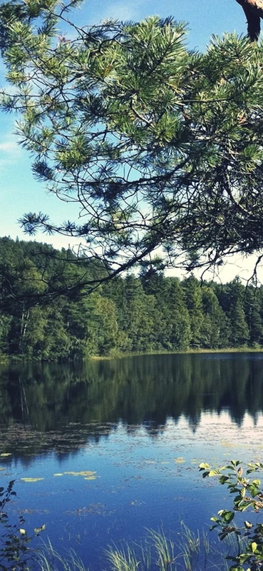 PeelitStickit, Beautiful Nature Wall Murals, ID-0781, vinyl