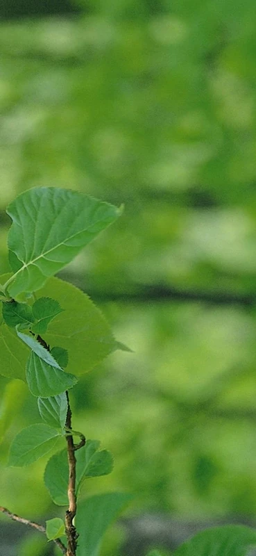 PeelitStickit, Beautiful Nature Wall Murals, ID-0807, vinyl