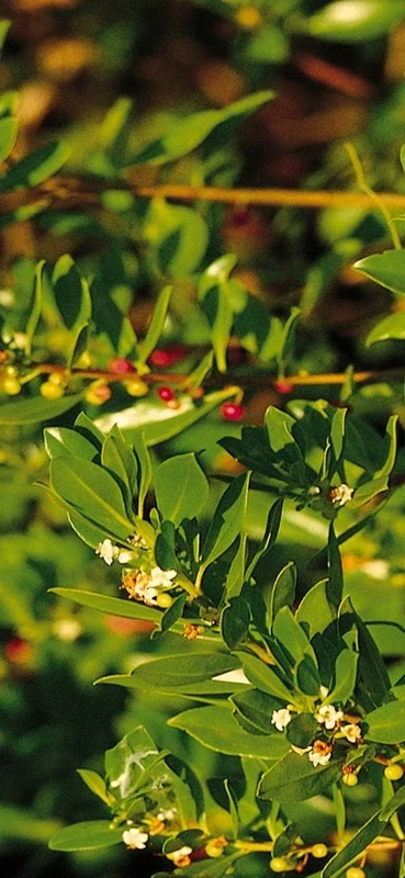 PeelitStickit, Beautiful Nature Wall Murals, ID-0886, vinyl