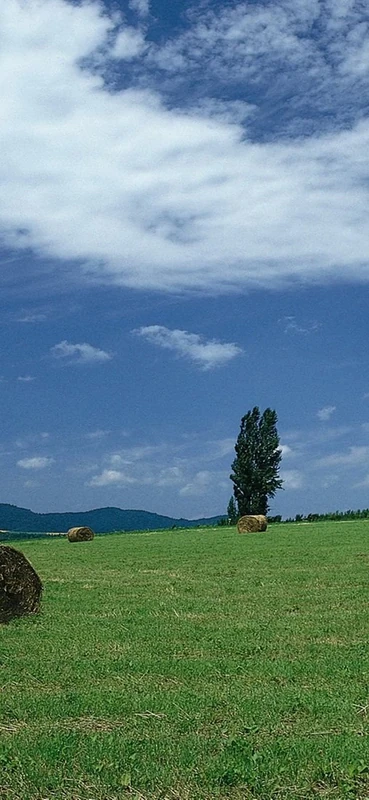 PeelitStickit, Beautiful Nature Wall Murals, ID-0895, vinyl