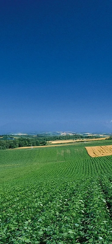 PeelitStickit, Beautiful Nature Wall Murals, ID-0897, vinyl