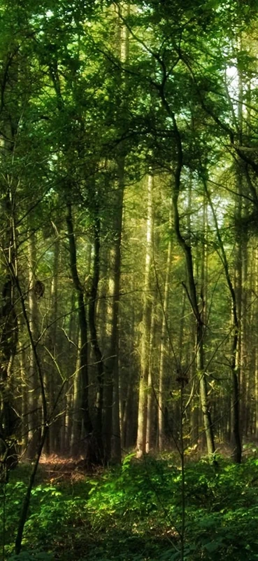 PeelitStickit, Beautiful Nature Wall Murals, ID-0986, vinyl