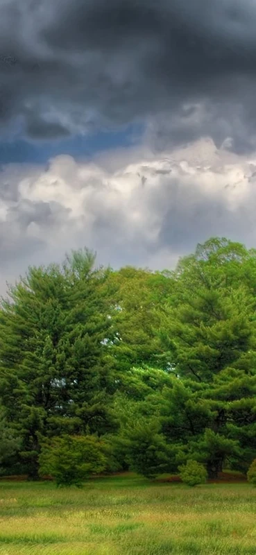 PeelitStickit, Beautiful Nature Wall Murals, ID-1146, vinyl