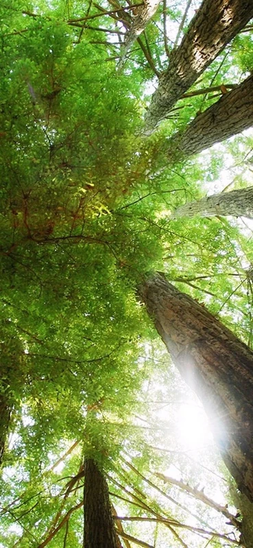 PeelitStickit, Beautiful Nature Wall Murals, ID-1189, vinyl