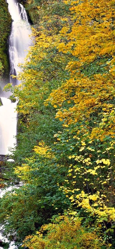 PeelitStickit, Beautiful Nature Wall Murals, ID-1237, vinyl