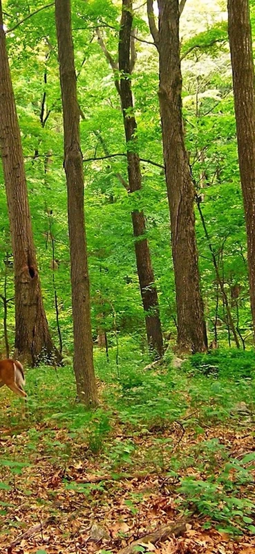 PeelitStickit, Beautiful Nature Wall Murals, ID-1241, vinyl