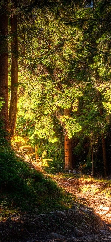 PeelitStickit, Beautiful Nature Wall Murals, ID-1255, vinyl