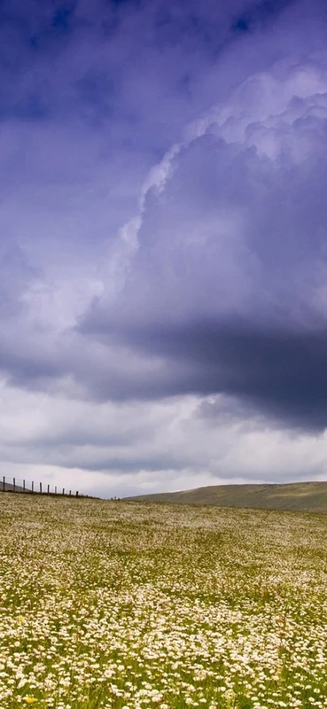 PeelitStickit, Beautiful Nature Wall Murals, ID-1284, vinyl