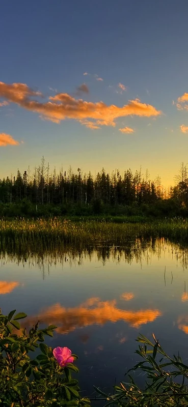 PeelitStickit, Beautiful Nature Wall Murals, ID-1319, vinyl