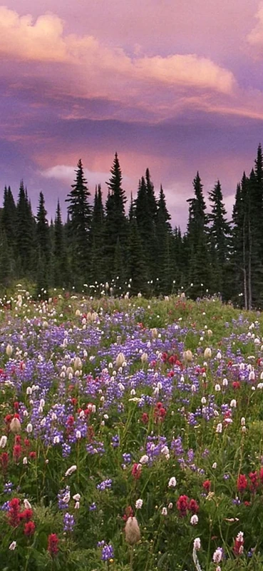 PeelitStickit, Beautiful Nature Wall Murals, ID-1320, vinyl