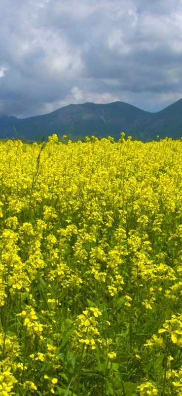 PeelitStickit, Beautiful Nature Wall Murals, ID-1348, vinyl