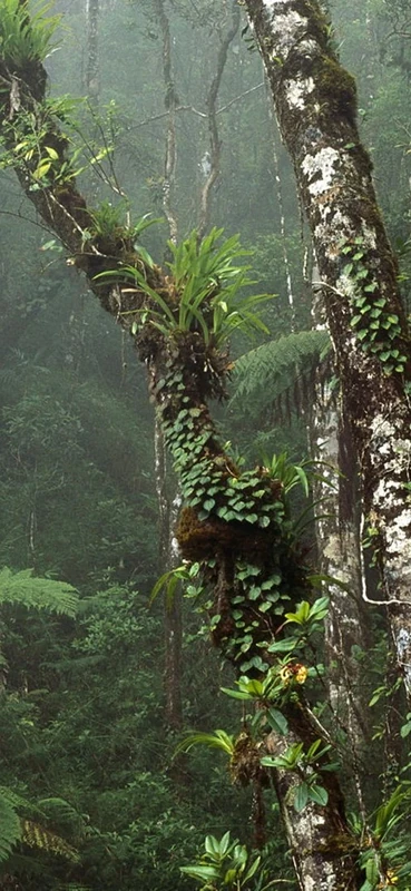 PeelitStickit, Beautiful Nature Wall Murals, ID-1362, vinyl