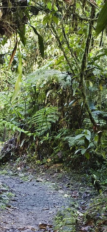 PeelitStickit, Beautiful Nature Wall Murals, ID-1383, vinyl