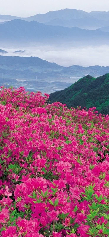 PeelitStickit, Beautiful Nature Wall Murals, ID-1389, vinyl