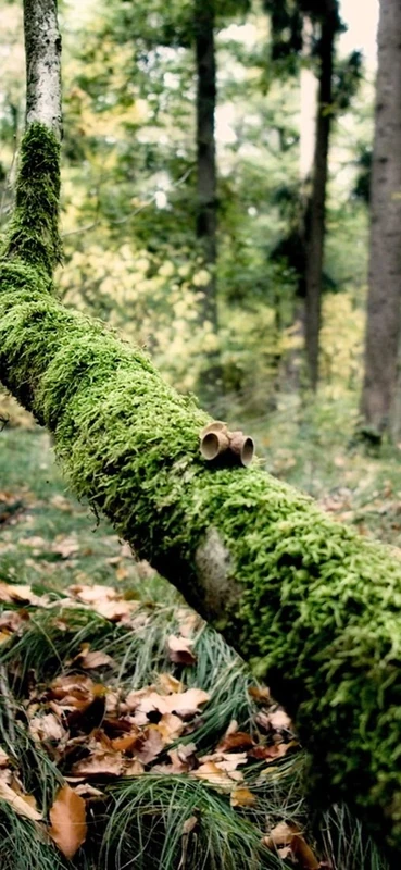 PeelitStickit, Beautiful Nature Wall Murals, ID-1436, vinyl