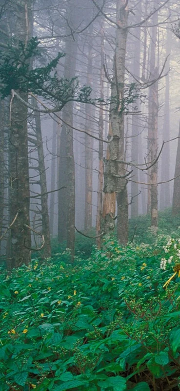 PeelitStickit, Beautiful Nature Wall Murals, ID-1450, vinyl