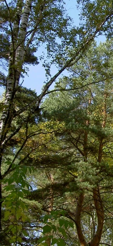 PeelitStickit, Beautiful Nature Wall Murals, ID-1469, vinyl