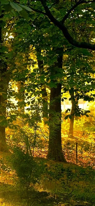 PeelitStickit ID-1756 60 Width x 130 cm Height Beautiful Nature Vinyl Wall Mural