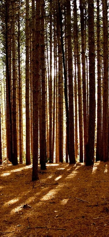 PeelitStickit, Beautiful Nature Wall Murals, ID-1773, vinyl