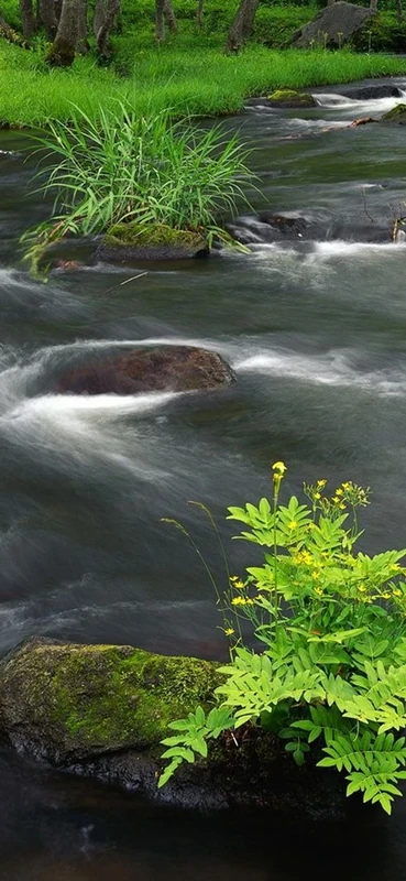 PeelitStickit, Beautiful Nature Wall Murals, ID-1795, vinyl