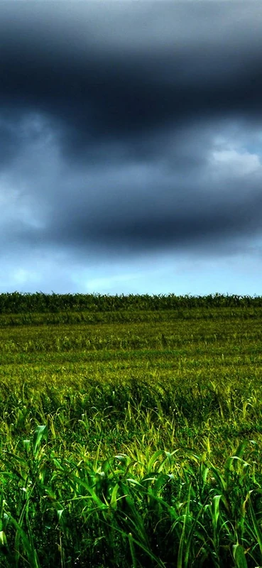 PeelitStickit ID-1850 60 Width x 130 cm Height Beautiful Nature Vinyl Wall Mural