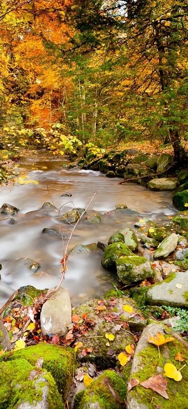 PeelitStickit, Beautiful Nature Wall Murals, ID-2846, vinyl