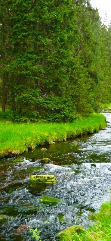 PeelitStickit, Beautiful Nature Wall Murals, ID-2904, vinyl