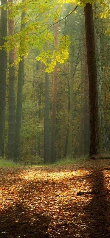 PeelitStickit, Beautiful Nature Wall Murals, ID-3188, vinyl