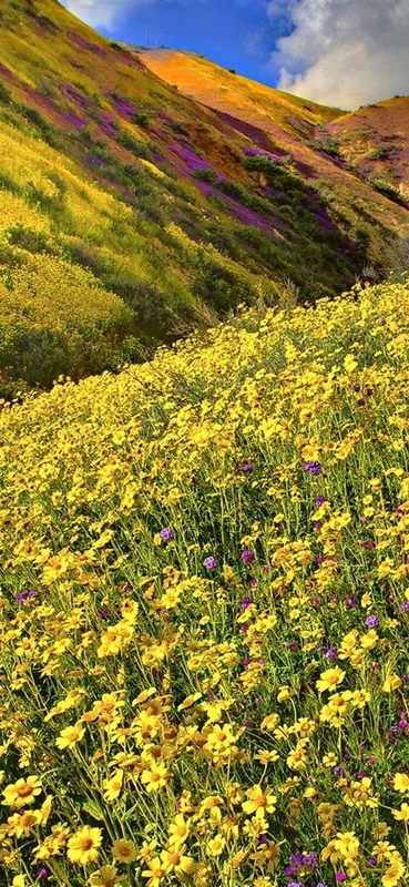 PeelitStickit, Beautiful Nature Wall Murals, ID-3190, vinyl