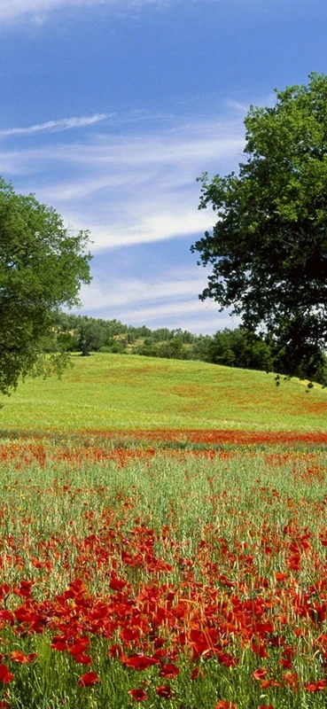 PeelitStickit, Beautiful Nature Wall Murals, ID-3198, vinyl