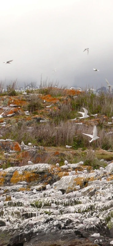 PeelitStickit, Beautiful Nature Wall Murals, ID-3205, vinyl