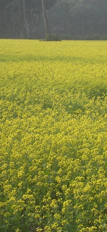 PeelitStickit, Beautiful Nature Wall Murals, ID-3212, vinyl