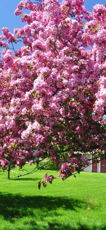 PeelitStickit, Beautiful Nature Wall Murals, ID-3229, vinyl