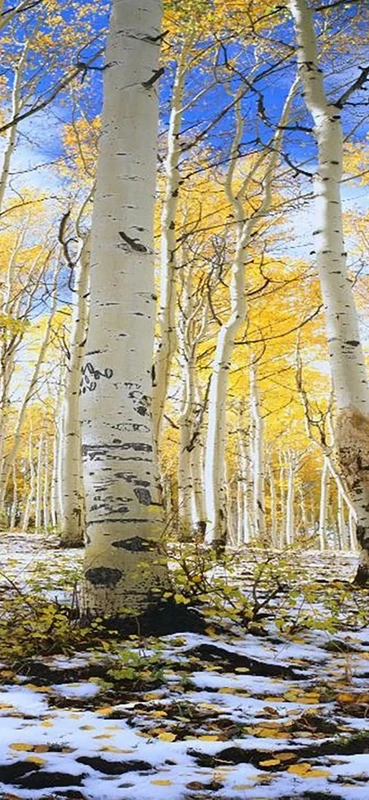 PeelitStickit, Beautiful Nature Wall Murals, ID-3257, vinyl