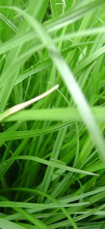 PeelitStickit, Beautiful Nature Wall Murals, ID-3258, vinyl